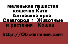 маленькая пушистая кошечка Кити  - Алтайский край, Славгород г. Животные и растения » Кошки   